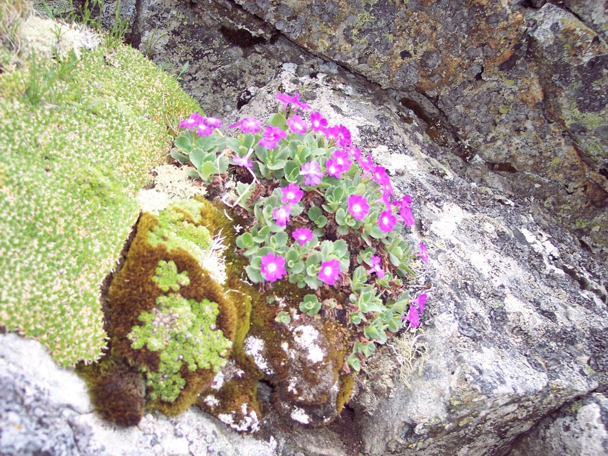 Les Clarines Perceneige - Chambre D'Hotes Vue Sur Montagne & Spa Saint-Jacques-en-Valgodemard 外观 照片